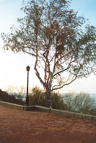 дерево с ленточками.Нижегородский кремль