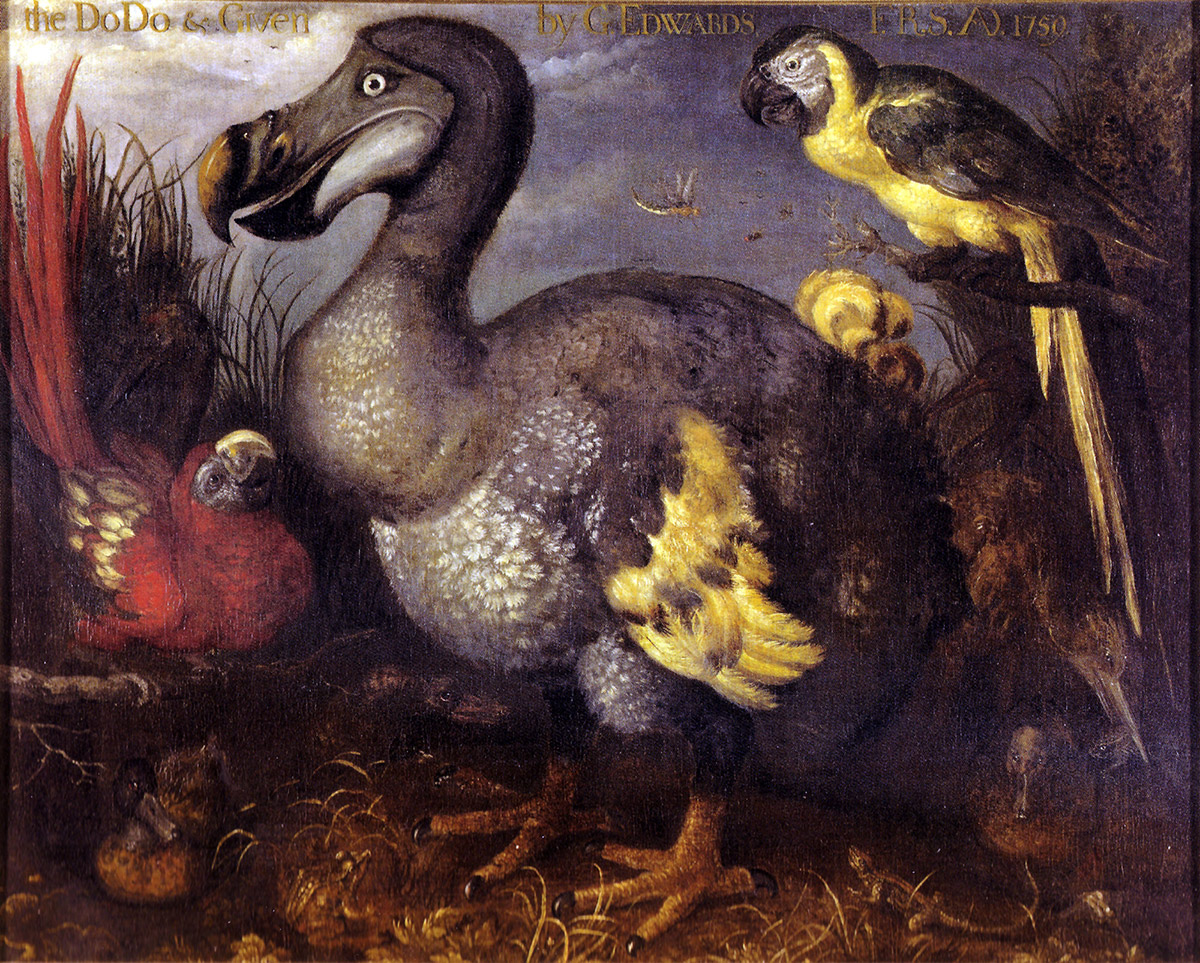 Roelandt Savery Edwards “The Dodo and Given”, 1626